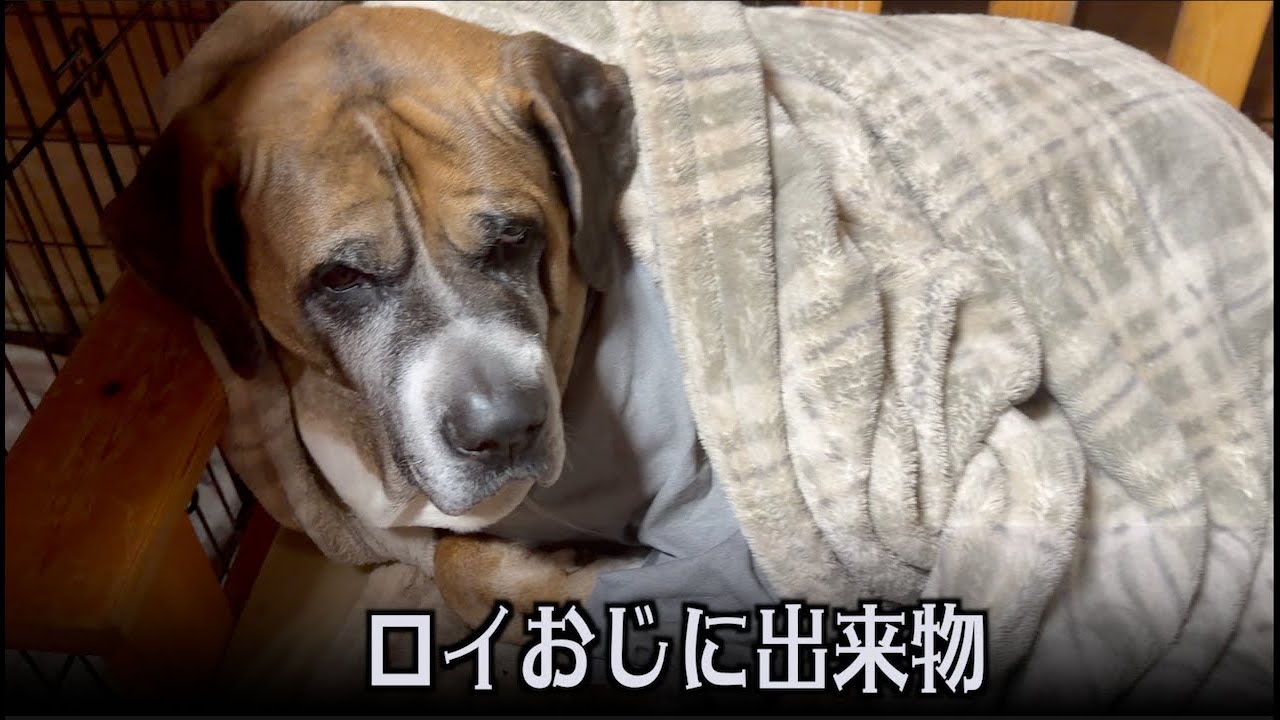 ロイおじ出来物発見！検査して来ました
