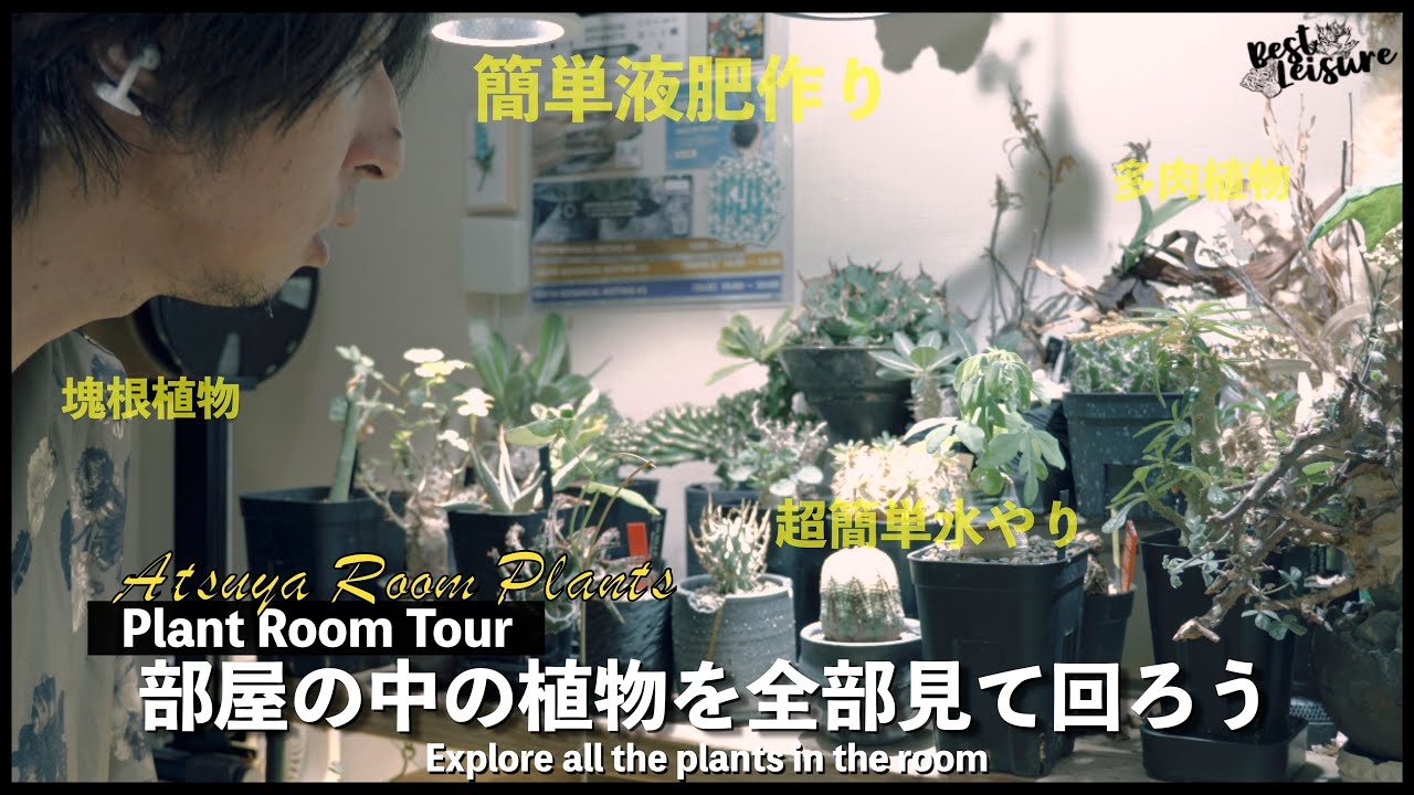 【プラントルームツアー】300株の植物に囲まれた書斎の朝のメンテナンス｜アガベ｜塊根植物｜珍奇植物｜ビザールプランツ｜