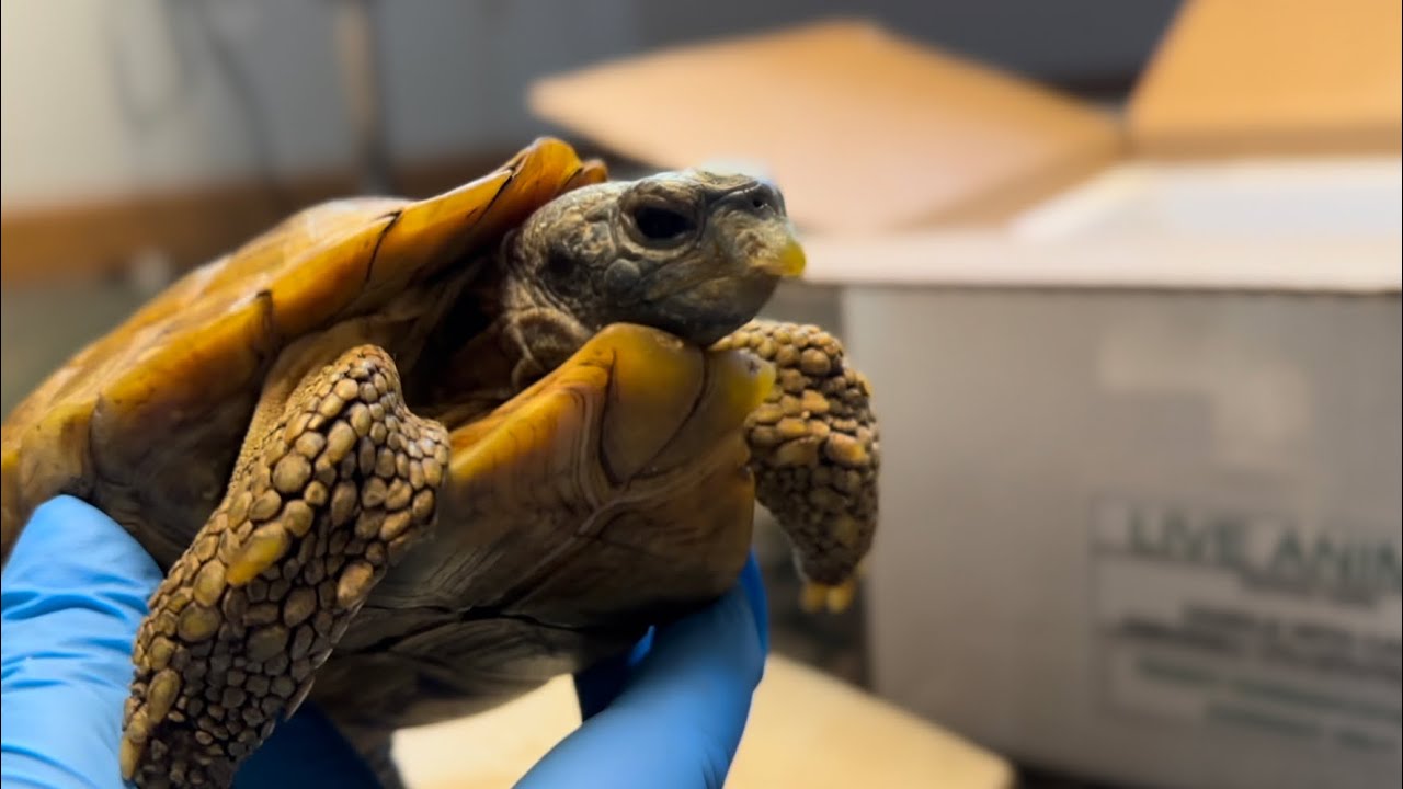 Unboxing a REAL Speke’s Hingeback Tortoise & Enclosure Setup!