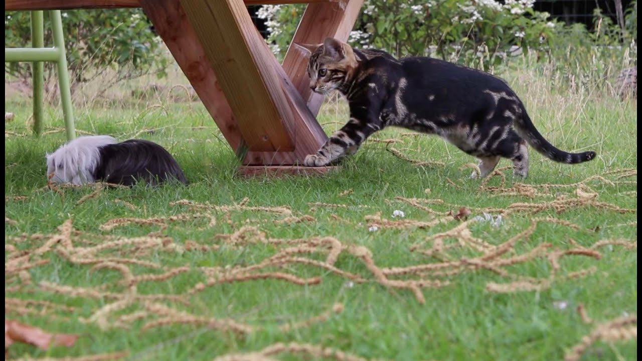 The Silent grazing Guinea pig movie