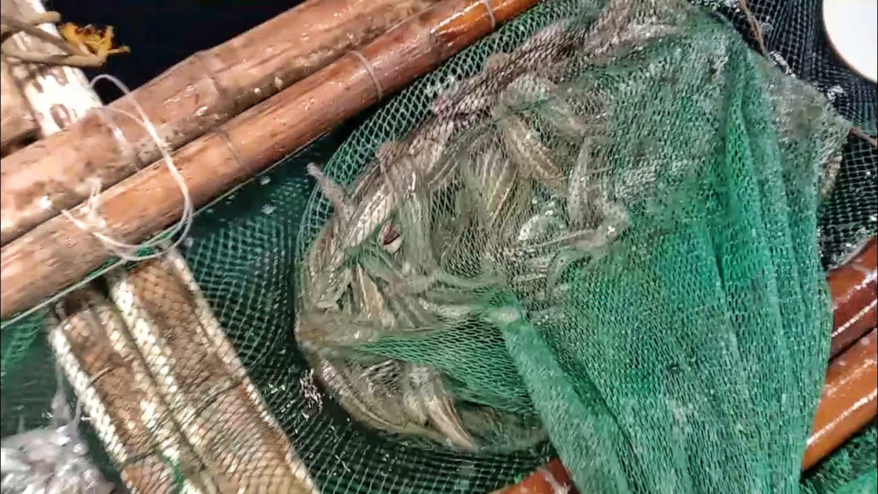 Dalawang chest puno na ng mga pusit may bonus pang mga hito! | masbate.