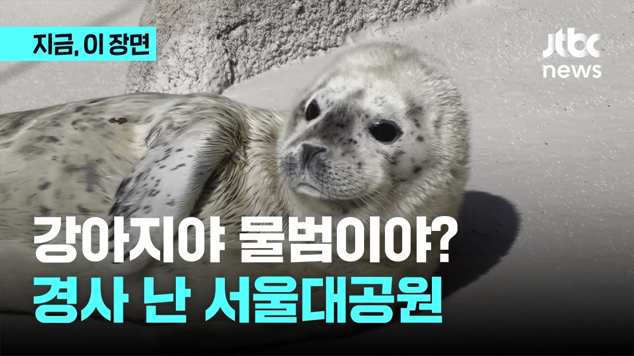 강아지야 물범이야? 경사 난 서울대공원｜지금 이 장면