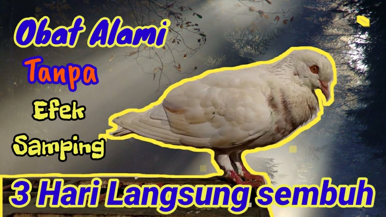 CARA MENGOBATI BURUNG MERPATI SAKIT,,,,,// KURANG NAPSU MAKAN. BADAN KURUS. DAN MUNTAH