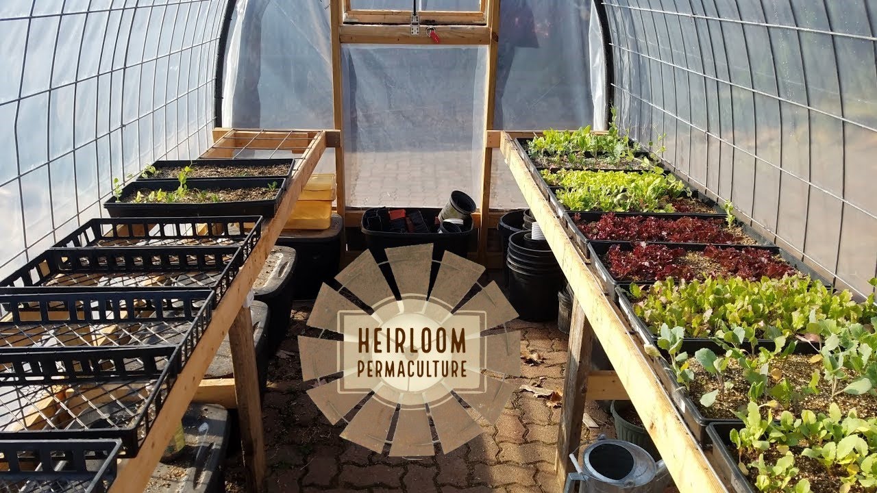 Cattle Panel Greenhouse Shelving for Potting Bench | Heirloom Permaculture