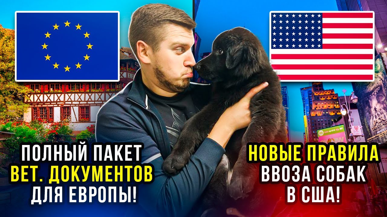 НОВЫЕ правила ввоза СОБАК в США! ВЕТ ДОКУМЕНТЫ в Евросоюз! Разрешение от CDC. Сертификат Service Dog