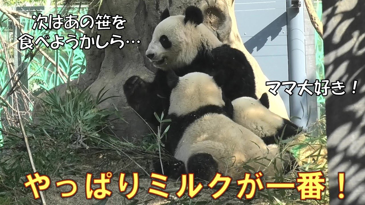 3/15双子パンダ昨夕ぶりにママに会えた！再会最初はやっぱりミルクだよね！giantpanda @tokyo 上野動物園
