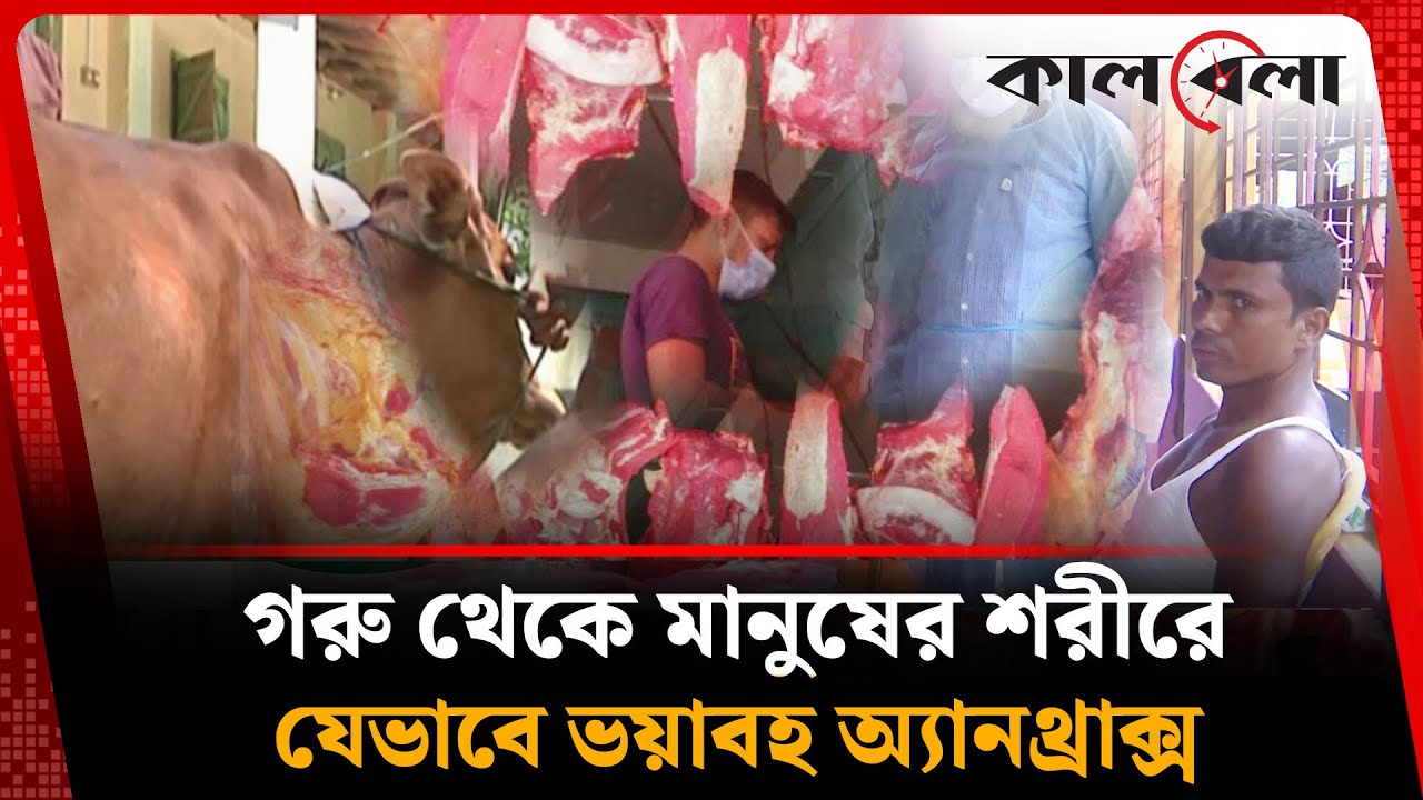 গরুর মাংস খেয়েই বিপাকে মানুষ, অ্যা-ন-থ্রা-ক্সে শরীরে ভ-য়া-ব-হ অবস্থা | Beef | Rangpur | Kalbela