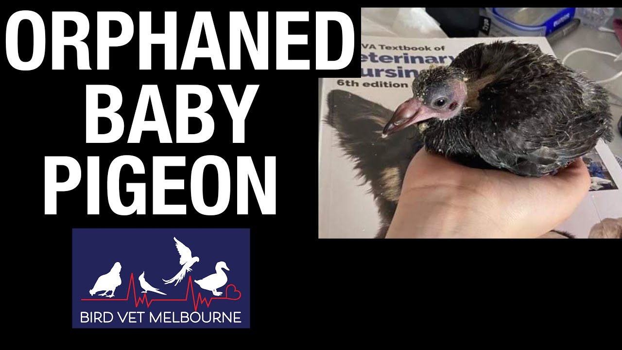 Vet nurse raises an orphaned baby pigeon at bird vet in Melbourne