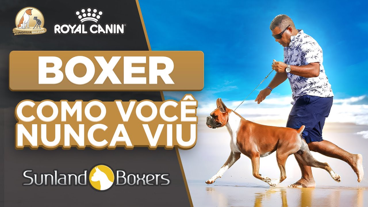 Canil Sunland Boxer: Tradição e Excelência na Criação de Boxer | Cinofilia Digital