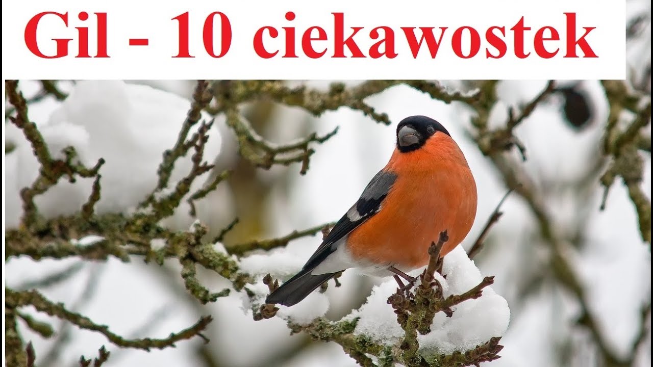 Gil - 10 Ciekawostek