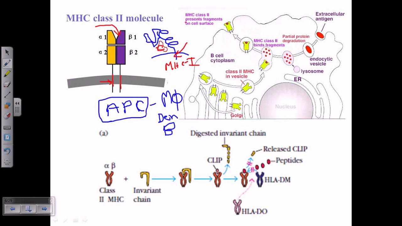 MHC class ii