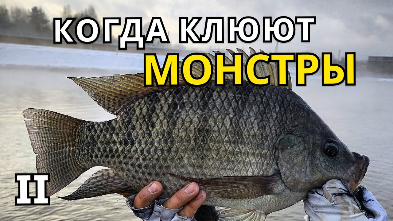 БЕШЕННЫЙ КЛЕВ! ЛУЧШАЯ РЫБАЛКА 2025 !!! 2 ЧАСТЬ!!!  ЛОВЛЯ ТРОФЕЙНОЙ ТИЛЯПИИ !!! УДОМЛЯ