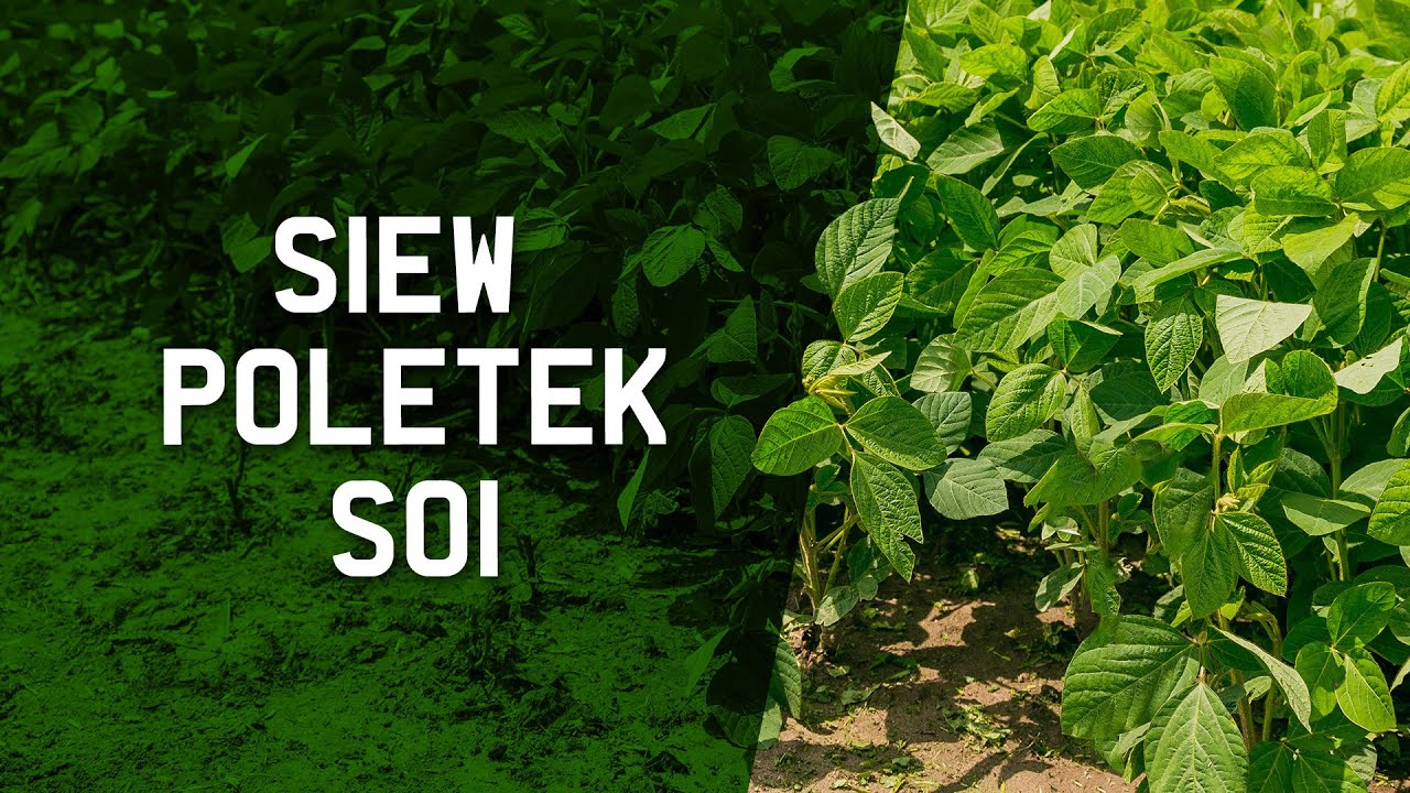 SOJA 2021. Siew poletek - nagranie archiwalne