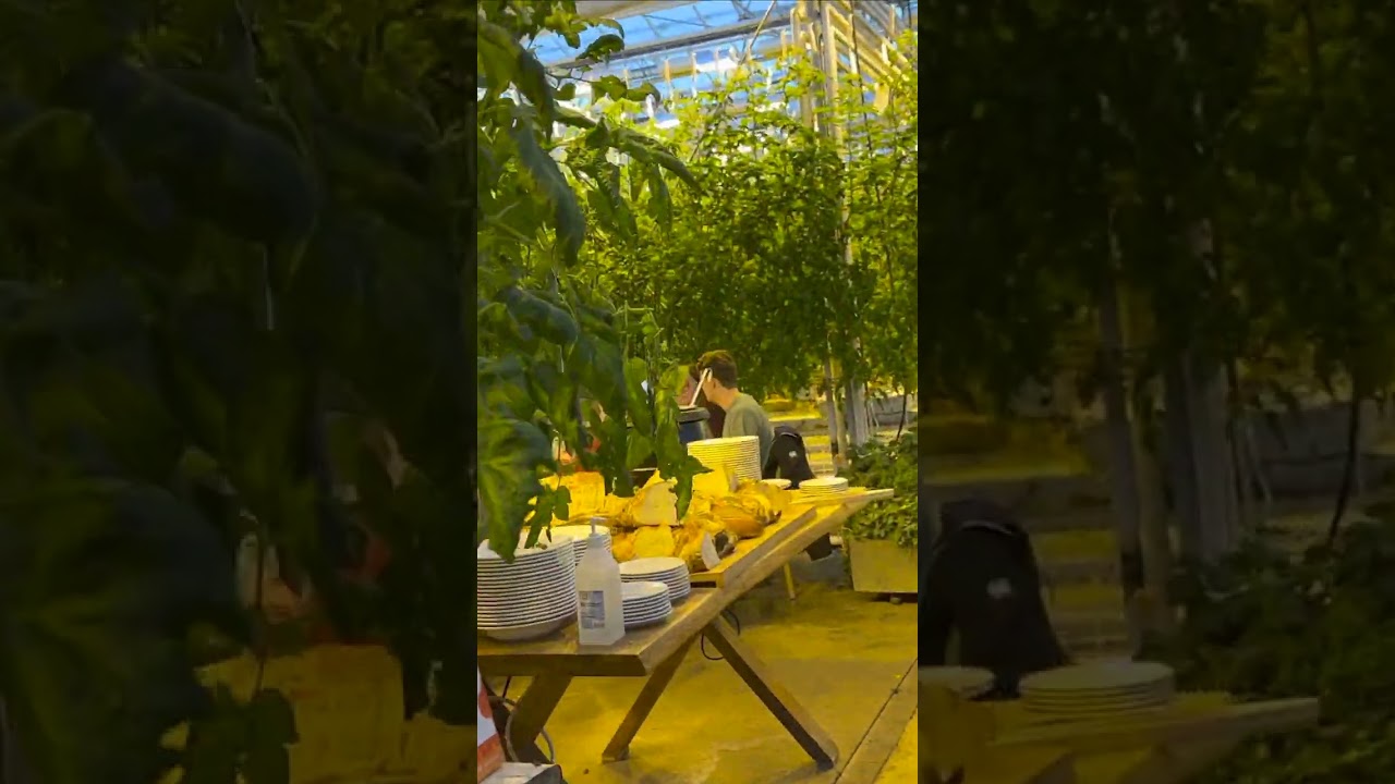 Fridheimar, a greenhouse tomato farm in Iceland