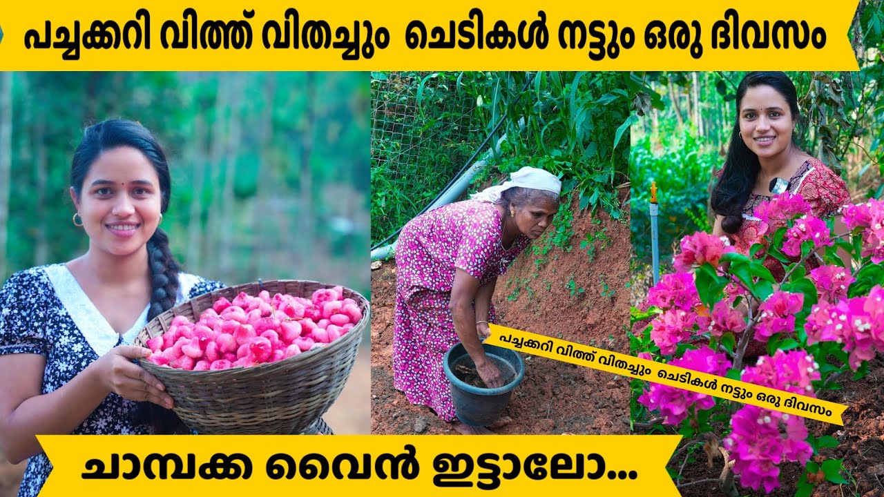 ചാമ്പക്ക വൈൻ ഇട്ടും പച്ചക്കറി വിത്തുകൾ വിതച്ചും ഒരു ദിവസം/Saranya's beauty vlogs