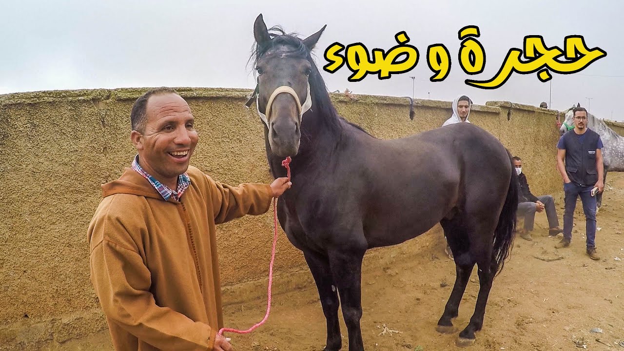 حميد طيكطوك ملك الطيور شراء 3 خيول بثمن بخيس 8500 درهم بالوراق و عاود فيهوم البيع فالبلاصة حجرة وضوء