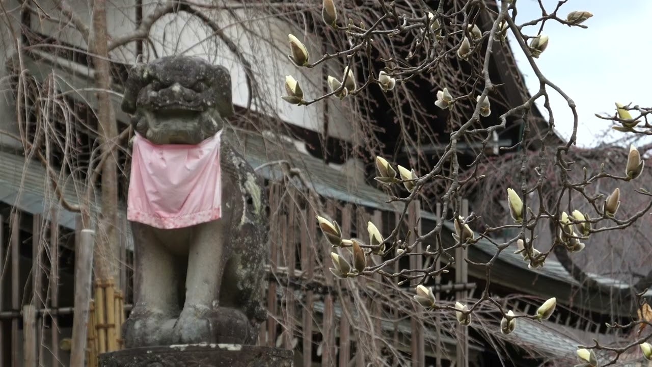 咲くも花、散るも花、氷室神社