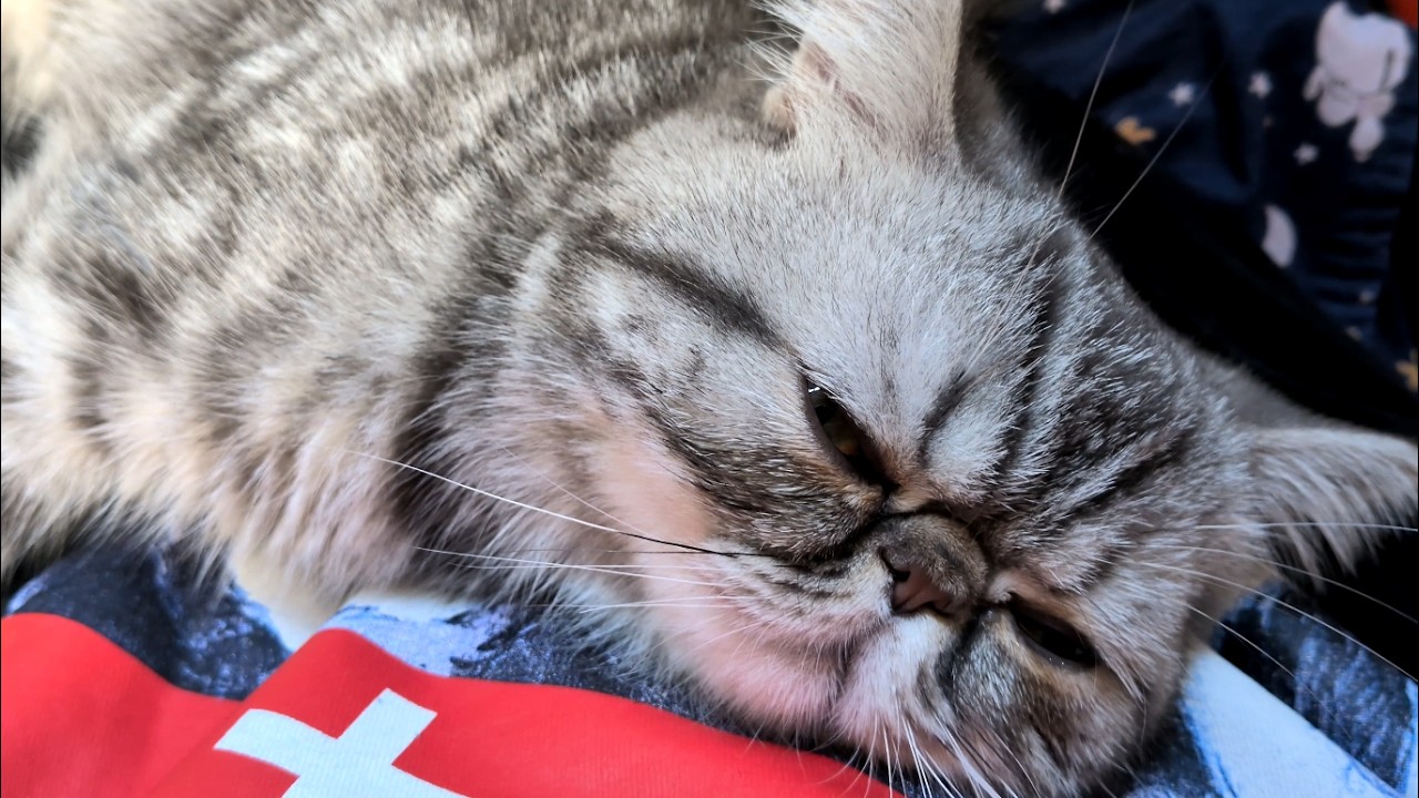 愛猫が膝上で寝るだけ