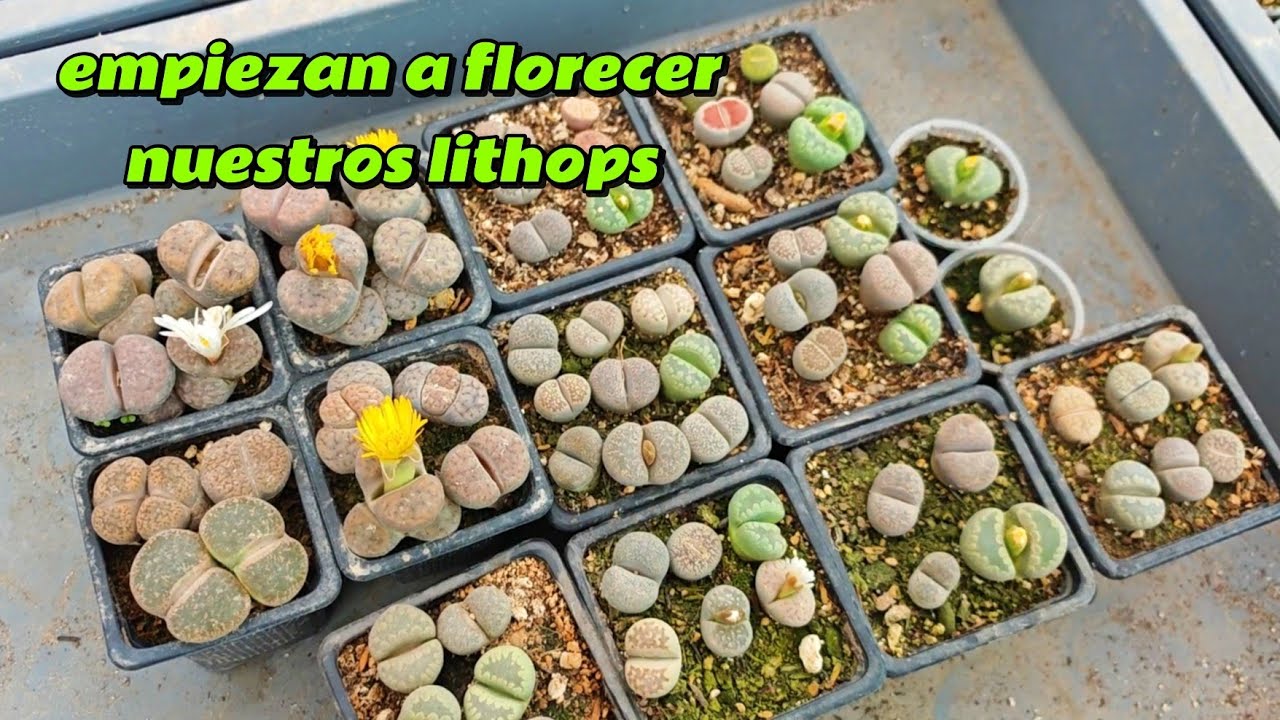 Empiezan a florecer nuestros lithops