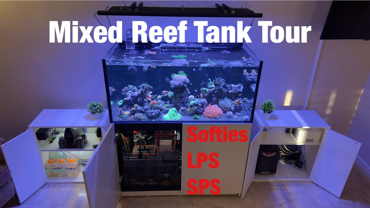 100 Gallon Mixed Reef Tank Tour  |  Red Sea Reefer 425 G2
