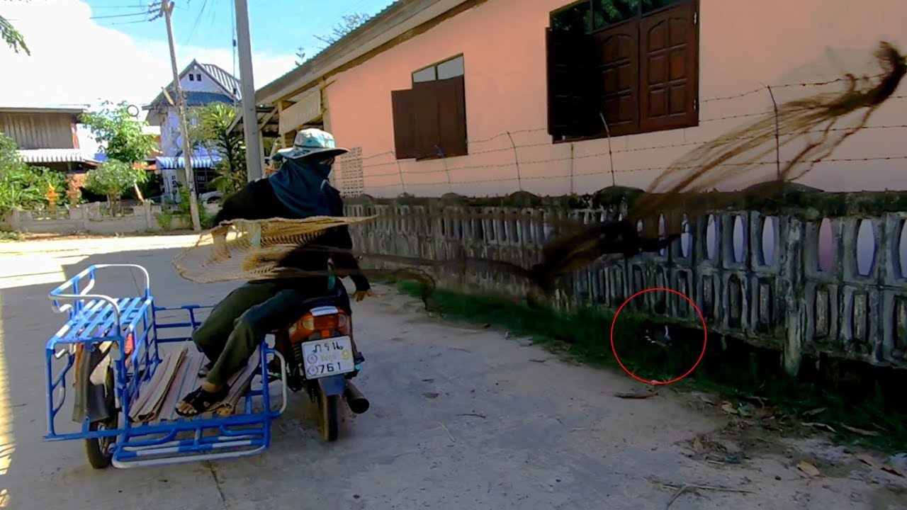 โคตรฮา ขี่รถหว่านแหจับนก ep.2 ห้ามพลาด