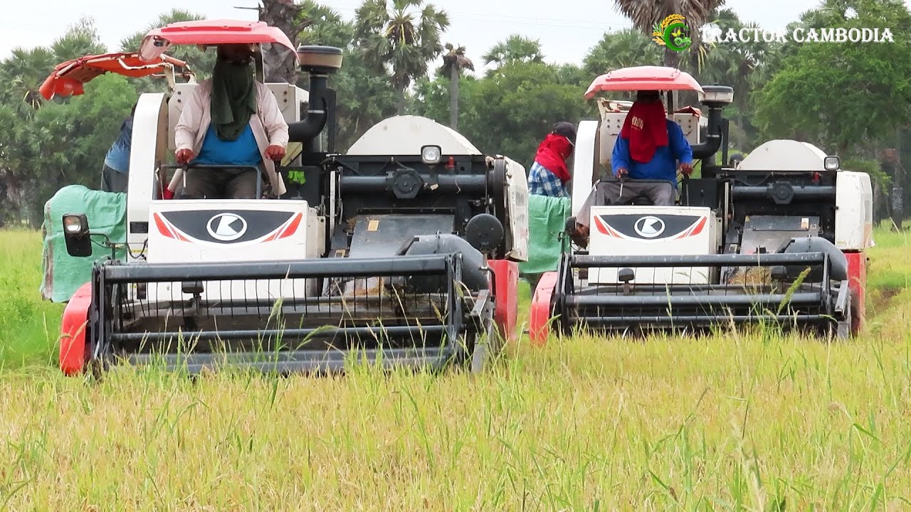 Best Kubota Harvester DC 70 Plus Driving Skills Harvest Rice By Team Harvesting Machinery Workers