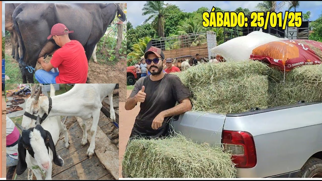 FEIRA DE CAPRINOS. OVINOS, BOVINOS E RAÇÃO DE ABREU E LIMA=PE  SÁBADO:25/01/25