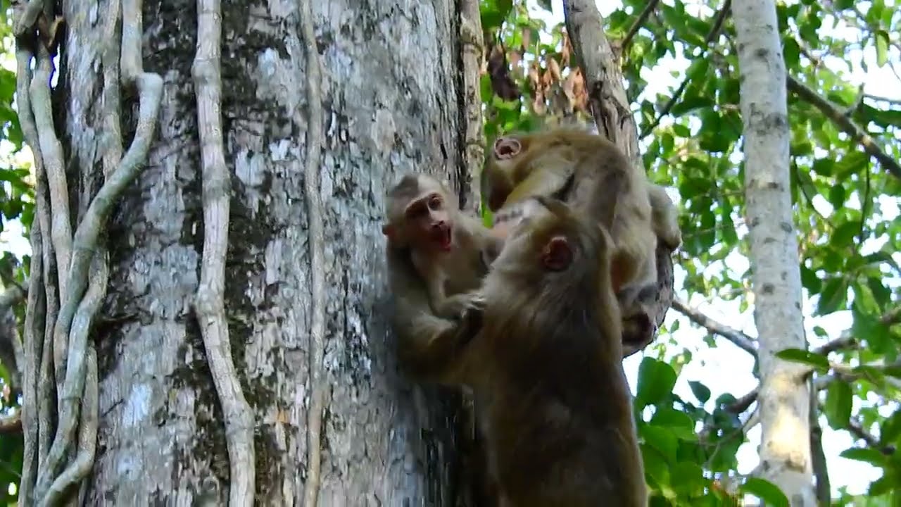 Weak Baby Monkey Needs Its Mother&rsquo;s Care