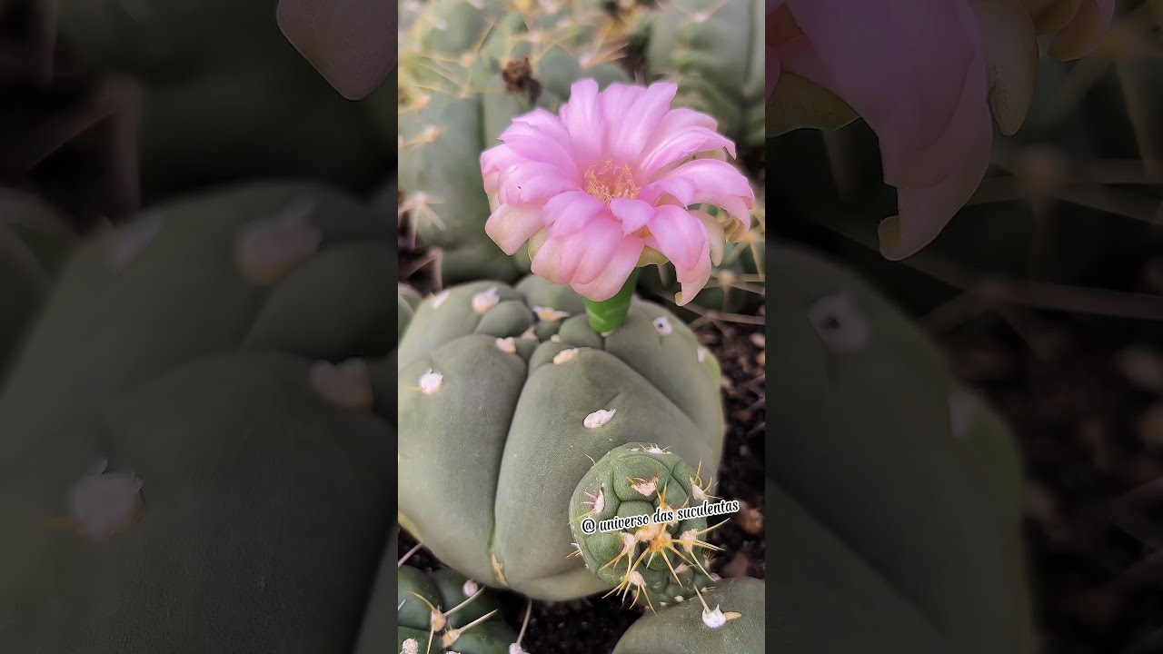 MATUCANA MADISONIORUM ESSA FLORA&Ccedil;&Atilde;O &Eacute; PERFEITA.