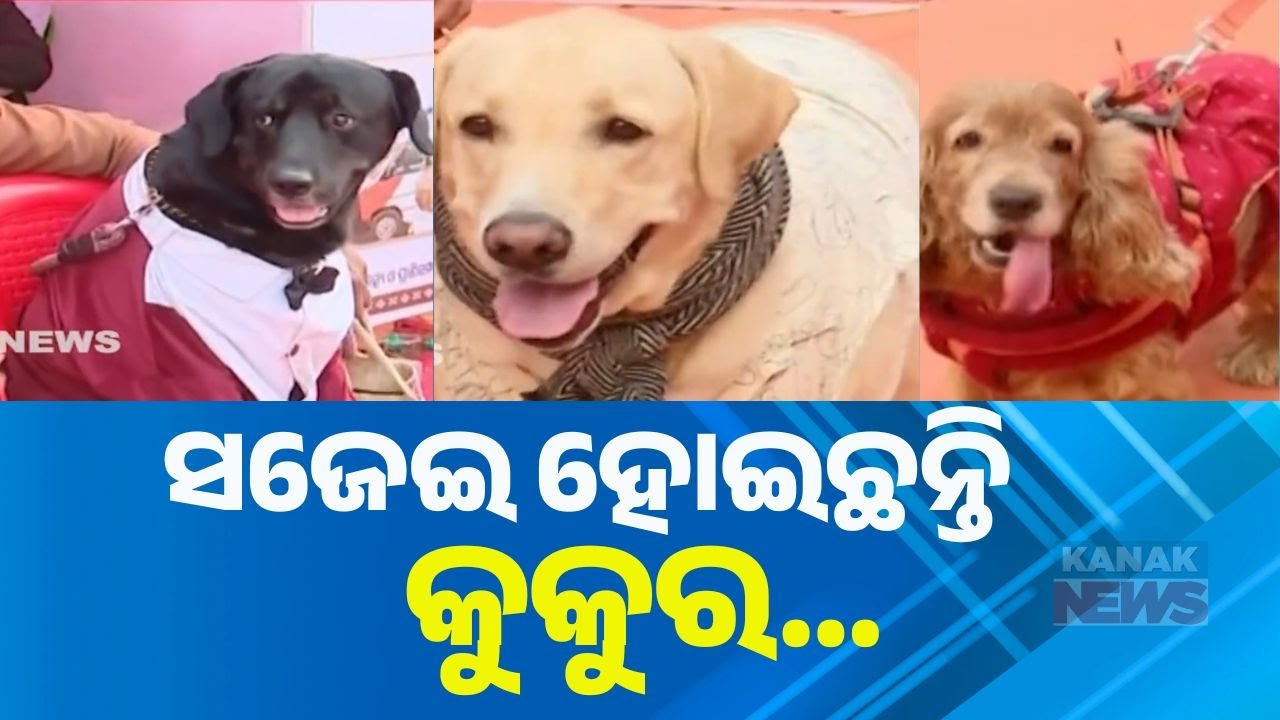 Dog Competition in Balasore: 140+ Dogs from 20+ Breeds Showcase Skills!