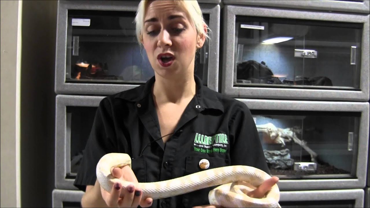 Adult Snow Cornsnake