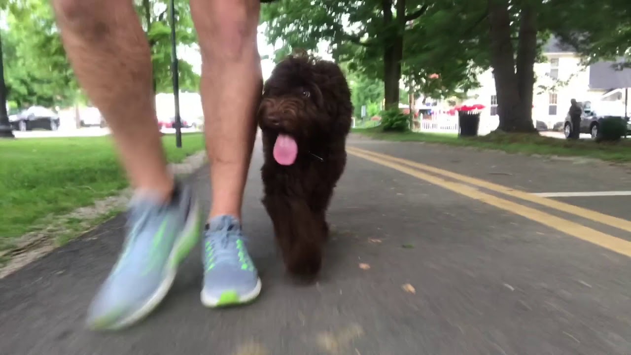 Amazing Transformation | Australian Labradoodle | Daisy | Cincinnati Dog Trainers Off Leash K9