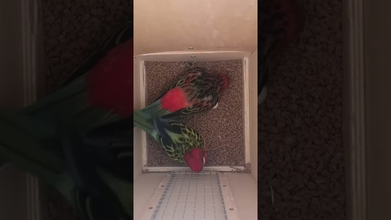 NIDO ROSELLAS LO QUE NUNCA SE VE DENTRO DEL NIDO