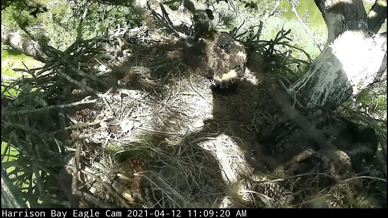 Friends of Harrison Bay State Park Live Stream