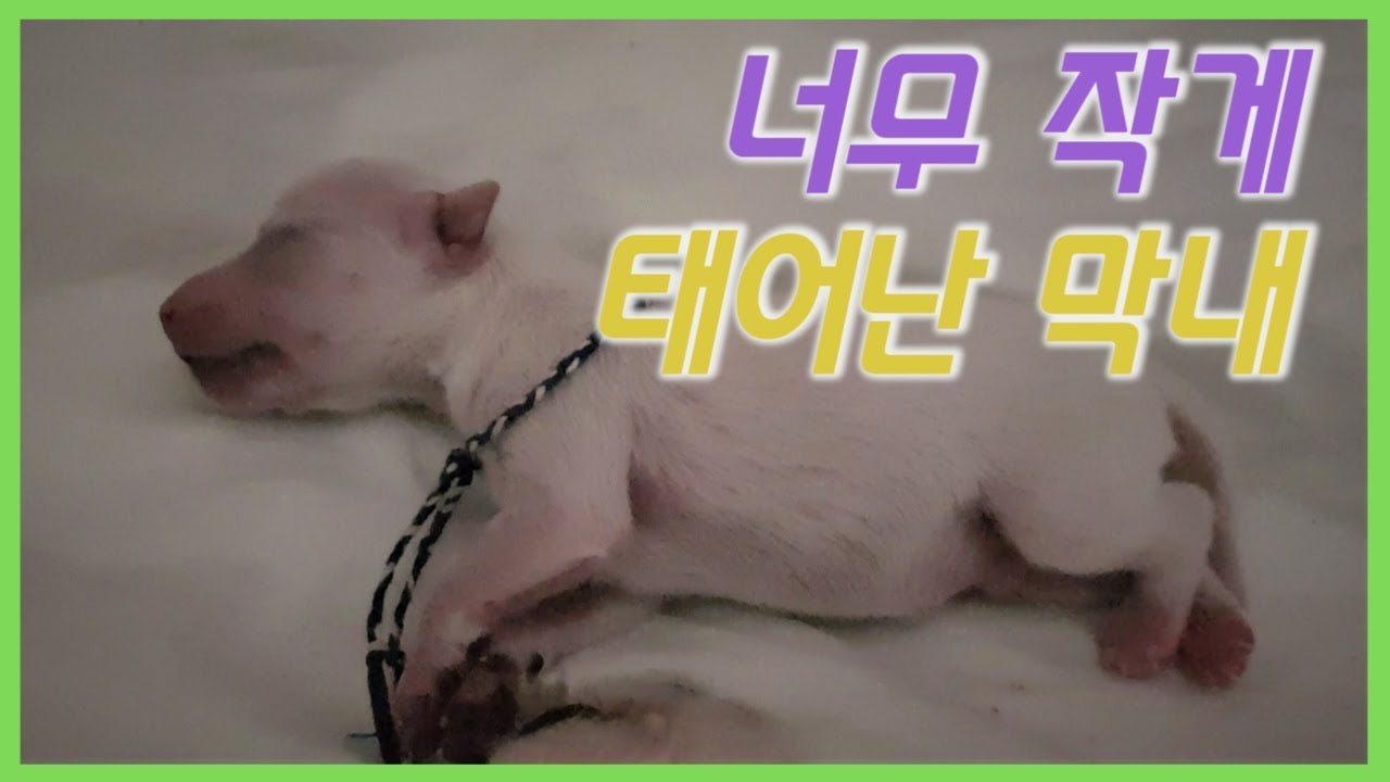 새끼강아지가 너무 작게 태어나서 약해요ㅠㅠ