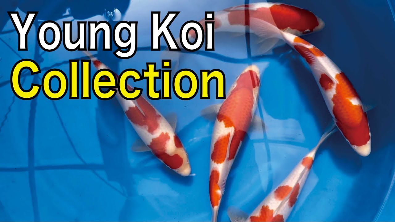 Discover the Beauty of Maruchiku Koi Fish Baby! - Kohaku, Showa, Sanke and More!
