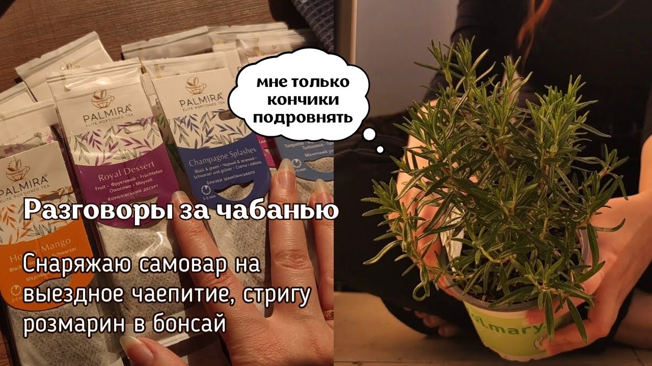 Какой чай брать на корпоратив и при чём тут самовар, ещё и бонсай откуда-то взялся 
