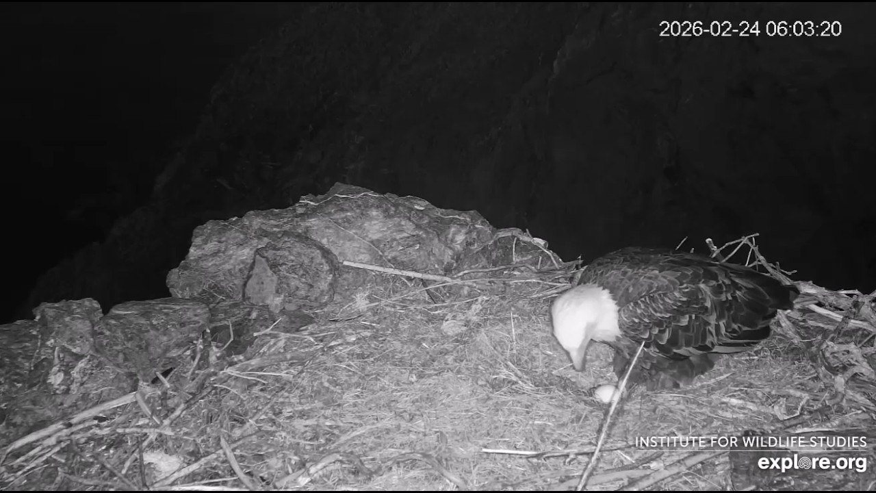 Two Harbors Cam. Cholyn laid her first egg during last night. 02.24.2026. Explore.org