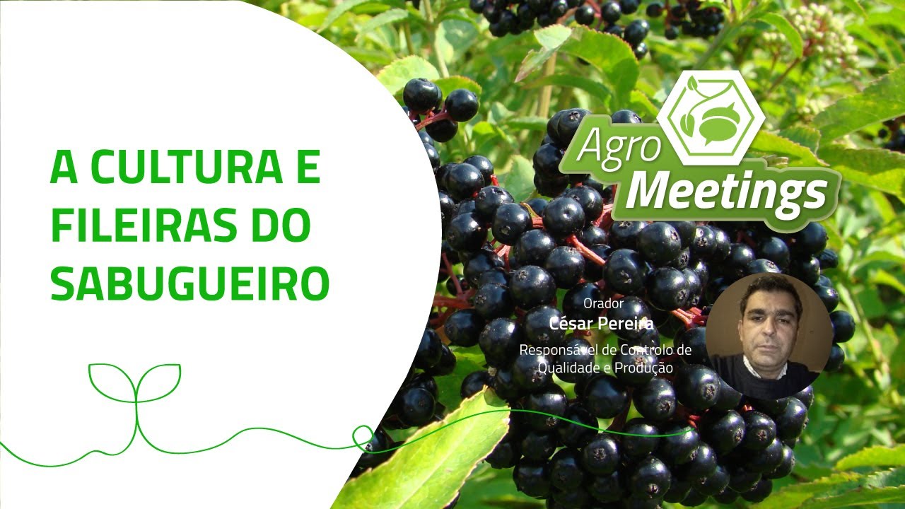 Agromeetings - A Cultura e Fileiras do Sabugueiro