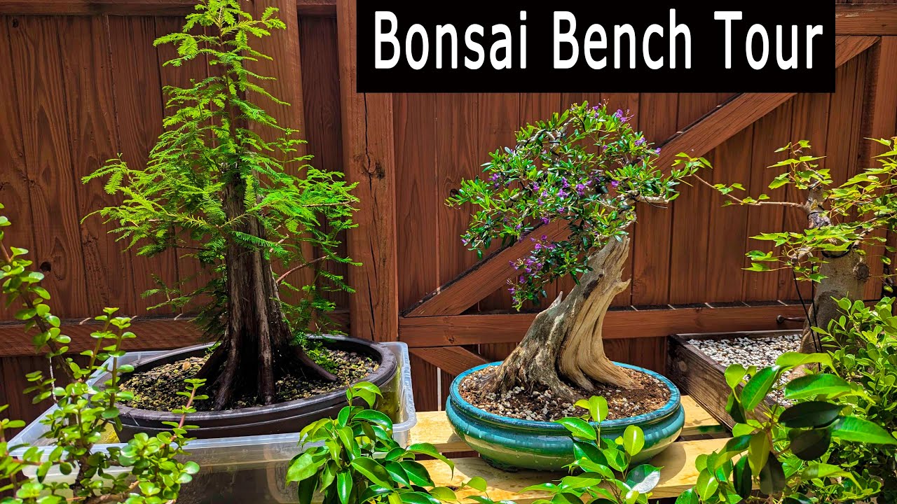 Bonsai Bench Tour.