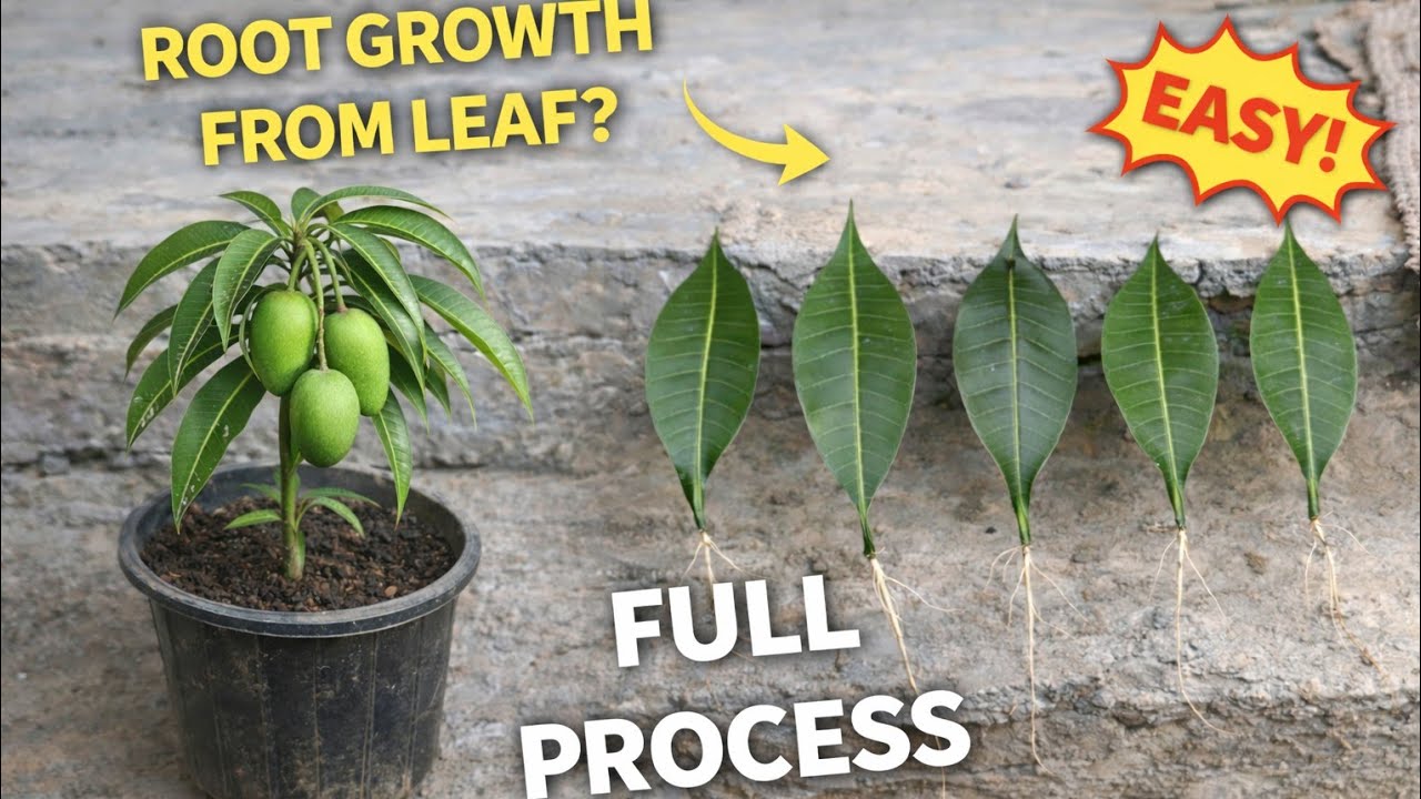 Mango Leaf to Plant? 😲 Full Process