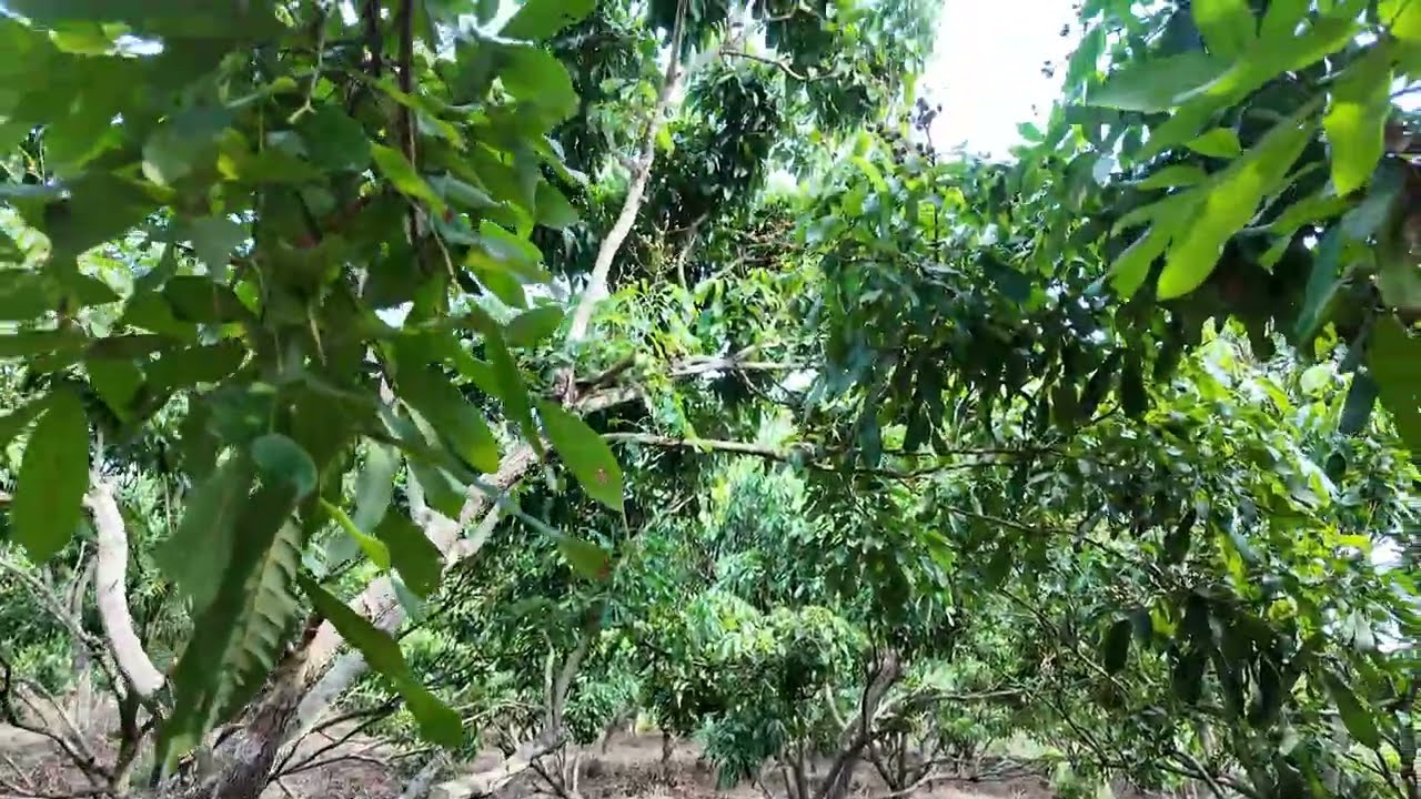 Visite d'un terrain à vendre