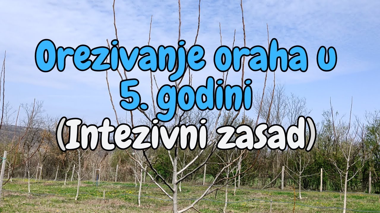 Orezivanje oraha u 5. godini (Intezivni zasad oraha)