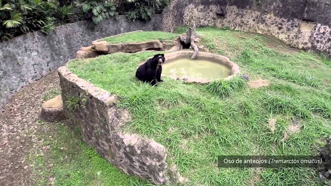 Zoológico de Cali, Tour por el  lugar más mágico de la ciudad