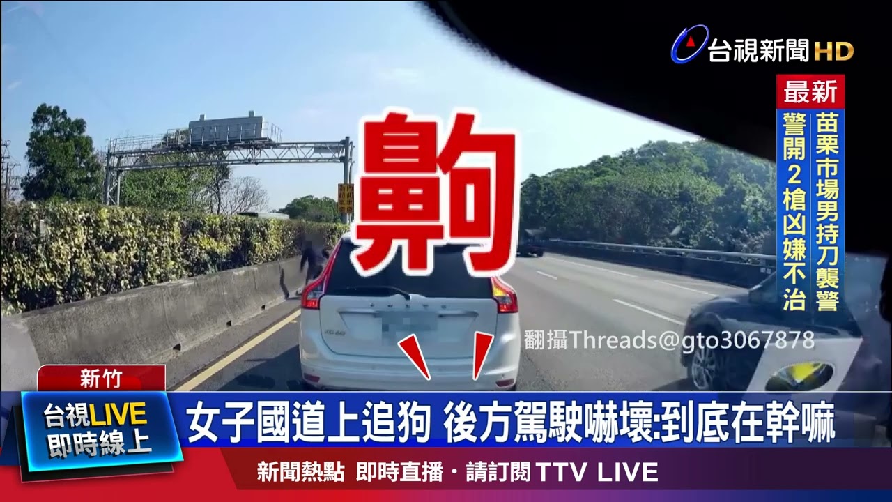 女子國道上追狗 後方駕駛嚇壞：到底在幹嘛