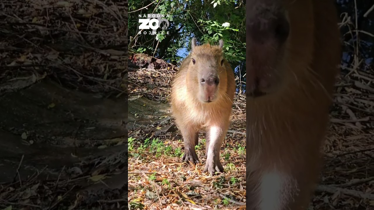 Kapybary na rybn&iacute;ku. #capybara #zoobojnice #bojnickazoo