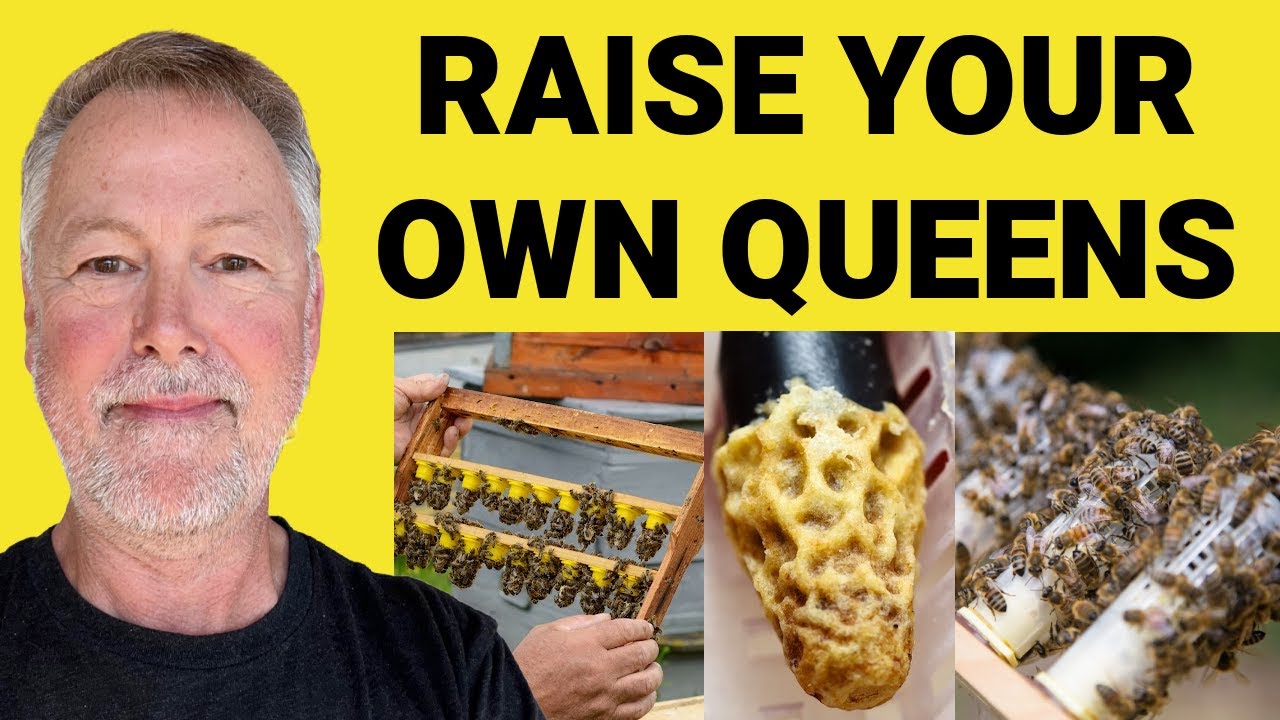 Beekeeping | Raise & Hold Your Own Queens In Limited Space