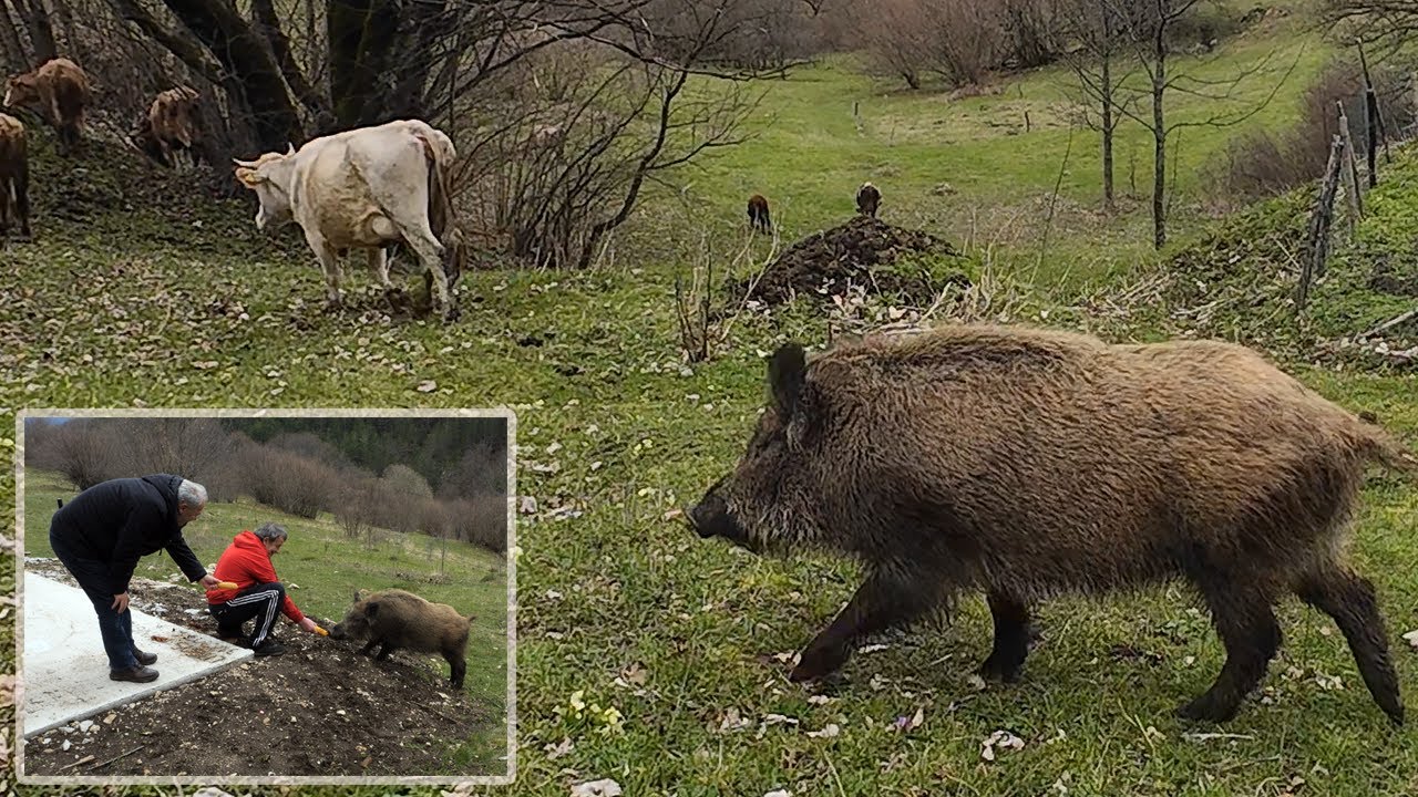 Маленькая свинка, большая любовь - жизнь дикой Мичики с коровами
