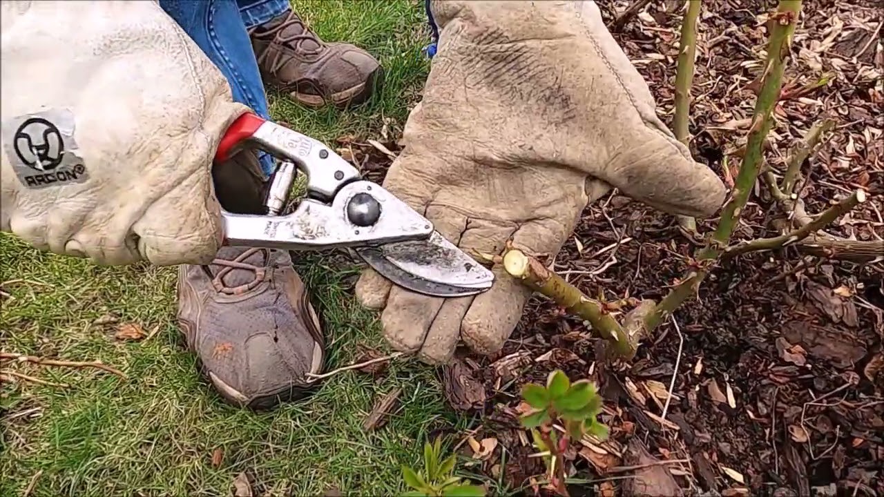 Precyzyjne cięcie róż rabatowych wiosną.