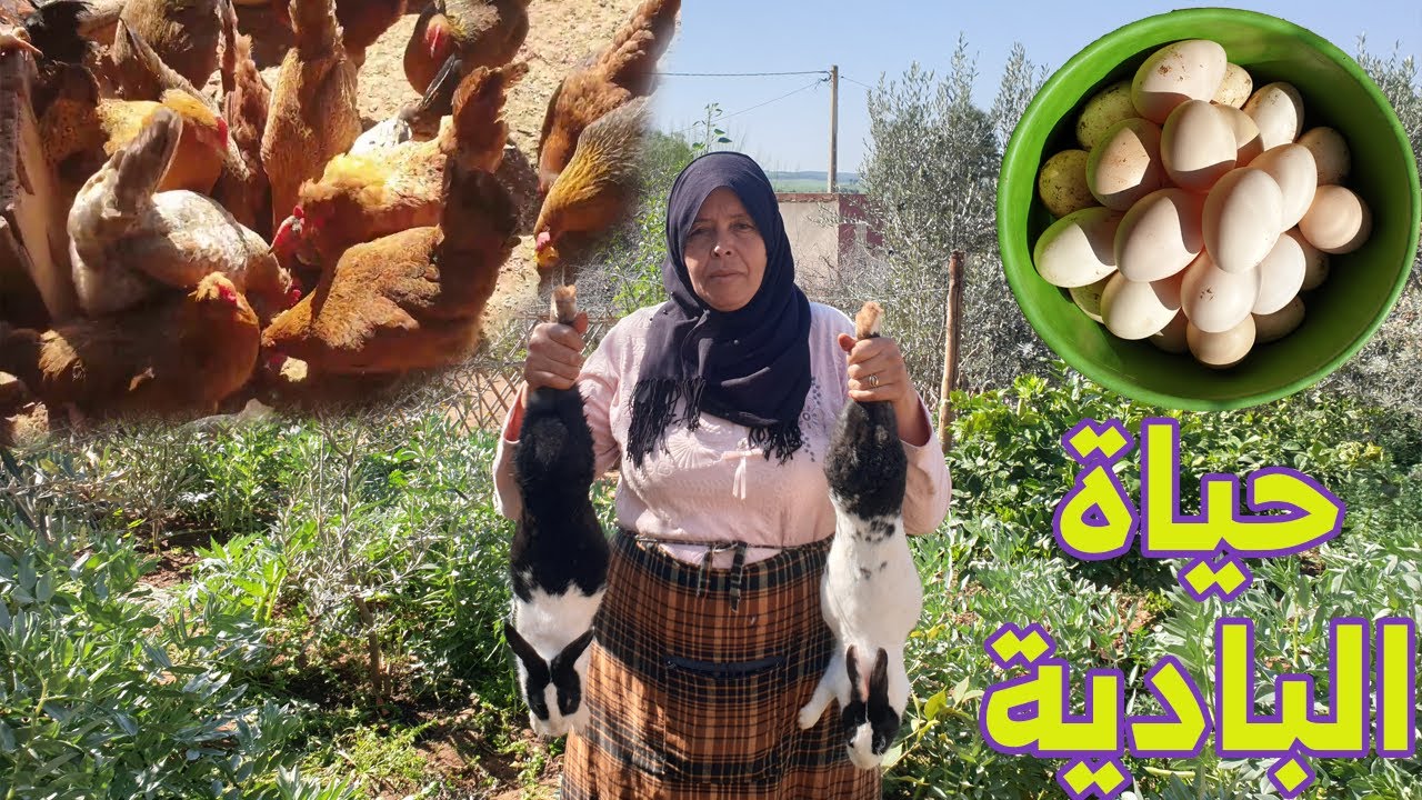 هموشة تريكم كيف تعتني بالأرانب وتطعم الدجاج وتجمع البيض